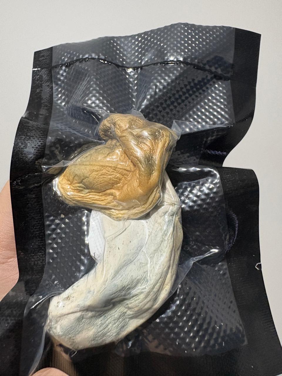 PE6 PLUS ( P. Cubensis )