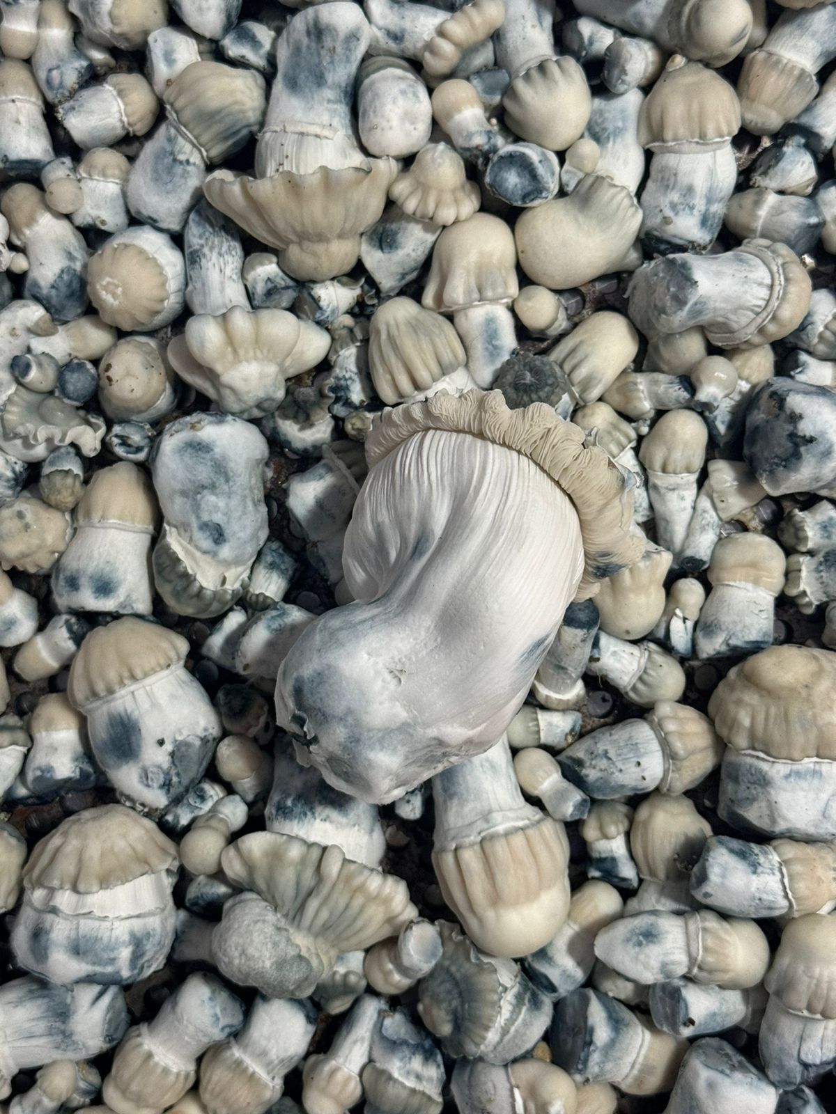 Shakti ( P. Cubensis )