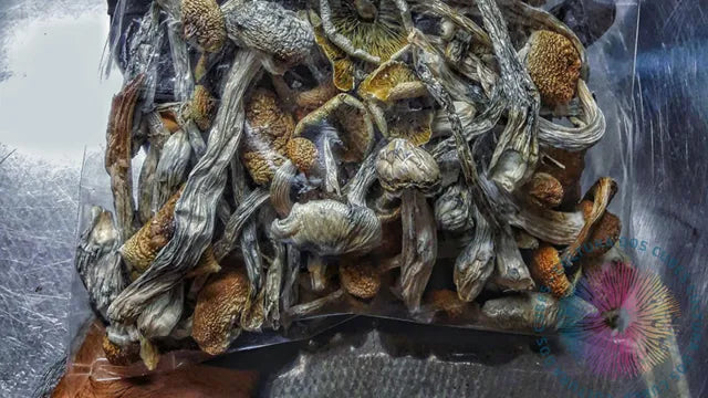 PE6 PLUS ( P. Cubensis )